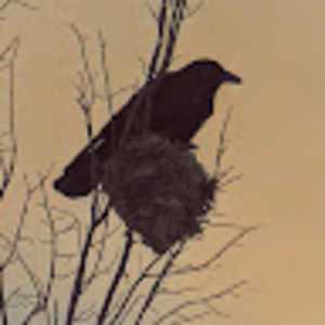 Meet your Posher, Ollie